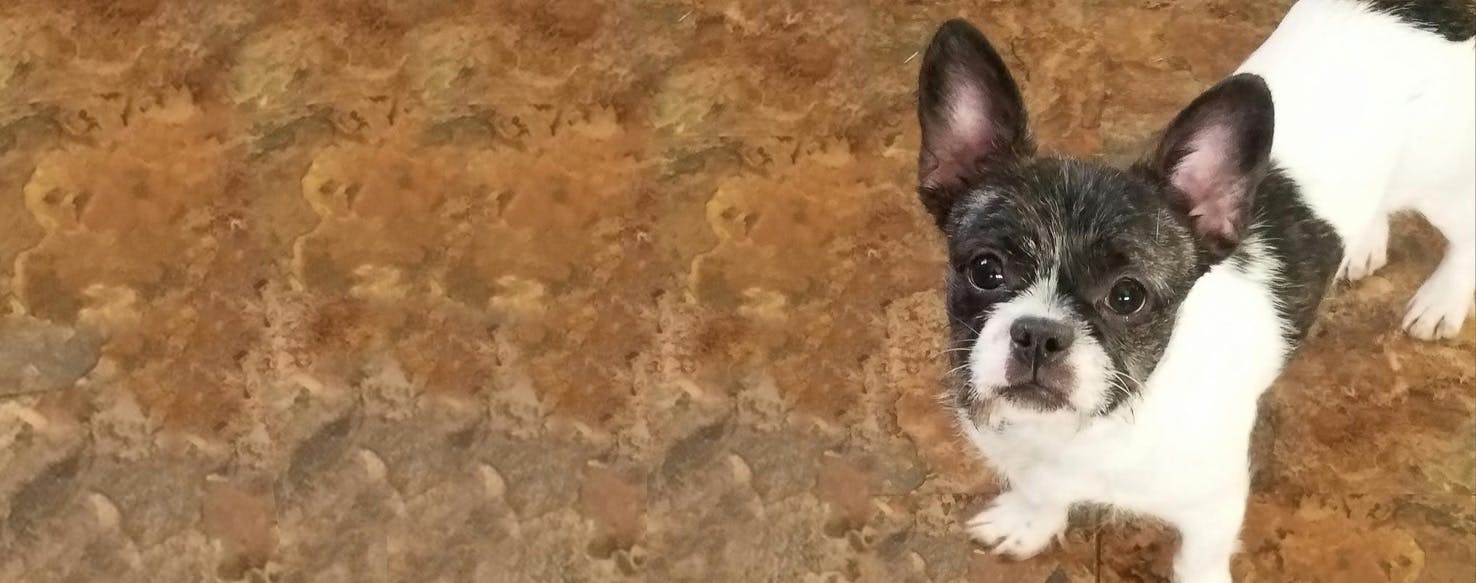 Shih tzu mixed with best sale french bulldog